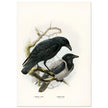 Carrion and hooded crows. Vintage bird print.   XIX beautiful illustration of european birds collection.