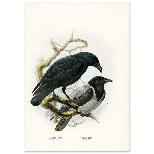 Carrion and hooded crows. Vintage bird print.   XIX beautiful illustration of european birds collection.