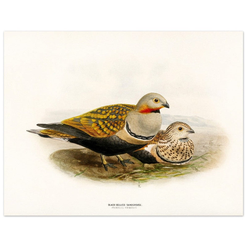 Black bellied sandgrouse birds. Vintage bird print.   XIX beautiful illustration of european birds collection.