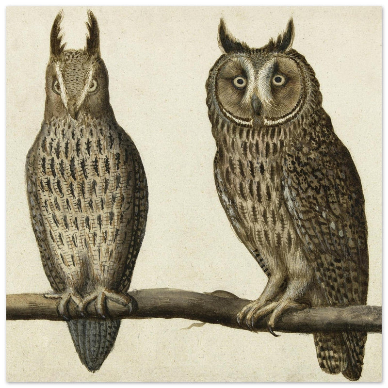 Scops Owl and Long-eared Owl vintage illustration.
