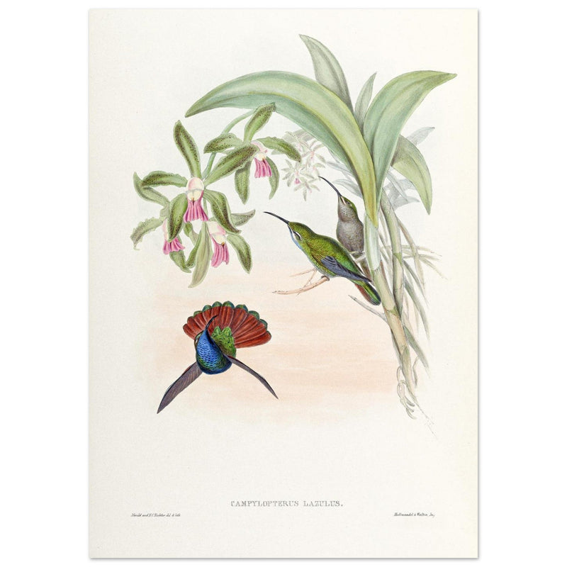 Hummingbirds  by John Gould XIX century . A Monograph of the Trochilidae. 4906