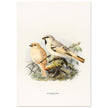 Algerian desert sparrow. Vintage bird print.   XIX beautiful illustration of european birds collection.