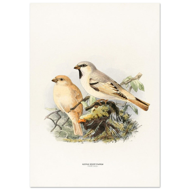 Algerian desert sparrow. Vintage bird print.   XIX beautiful illustration of european birds collection.