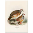 Red legged and barbary partdridges. Vintage bird print.   XIX beautiful illustration of european birds collection.