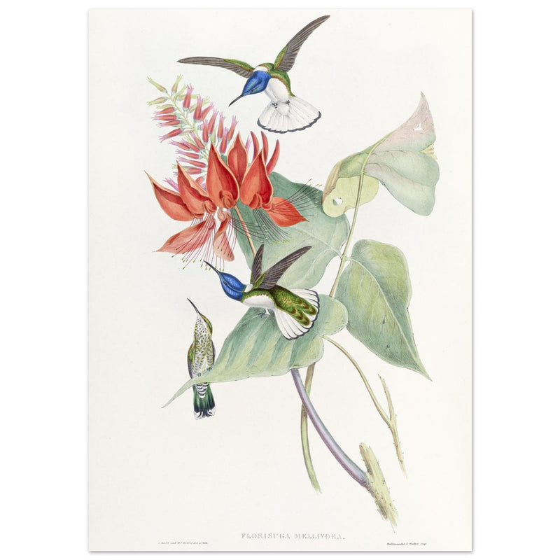 Hummingbirds  by John Gould XIX century . A Monograph of the Trochilidae.