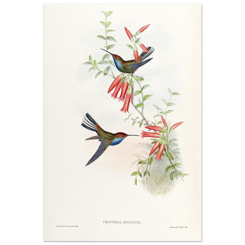 Hummingbirds  by John Gould XIX century . A Monograph of the Trochilidae.