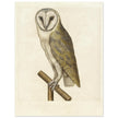 Barn owl anonymous author vintage illustration of the XVI century.