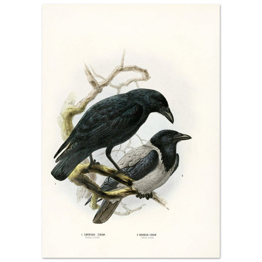 Carrion and hooded crows. Vintage bird print.   XIX beautiful illustration of european birds collection.