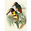 Art print of beautiful vintage toucans birds by John Gould XIX Century.