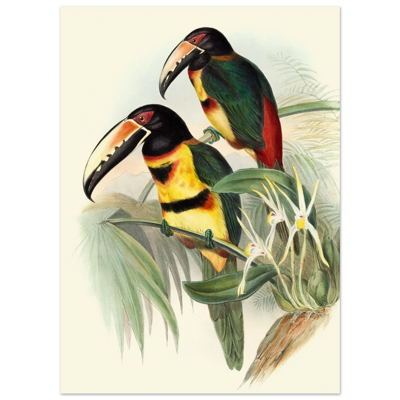 Art print of beautiful vintage toucans birds by John Gould XIX Century.