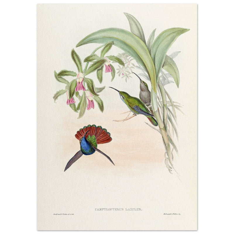 Hummingbirds  by John Gould XIX century . A Monograph of the Trochilidae. 4906