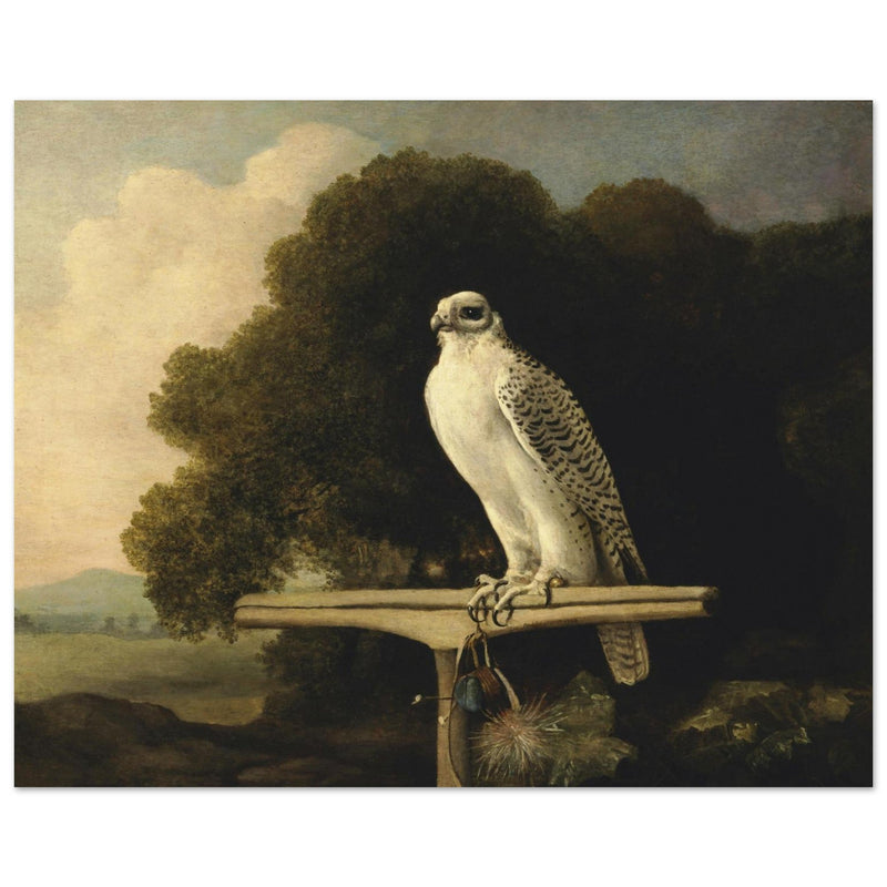 Greenland Falcon old oil paint  by George Stubbs.