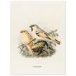 Algerian desert sparrow. Vintage bird print.   XIX beautiful illustration of european birds collection.