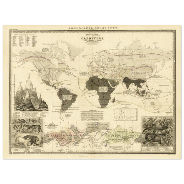 Carnivore animals distribution vintage map . World map print by Alexander Keith Johnston