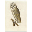 Barn owl anonymous author vintage illustration of the XVI century.