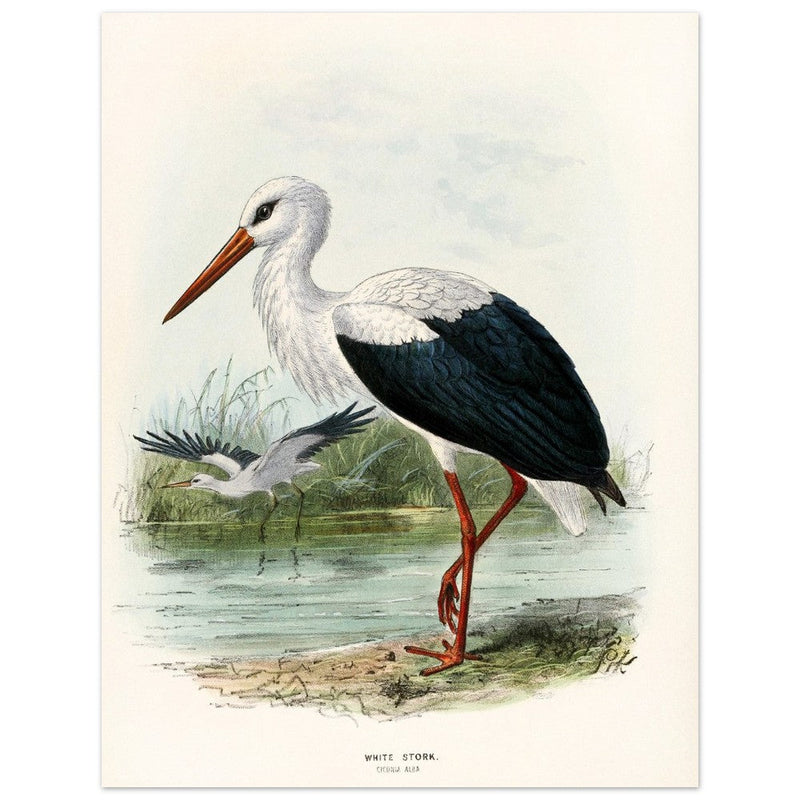 White stork. Vintage bird print .   XIX beautiful illustration of european birds collection.