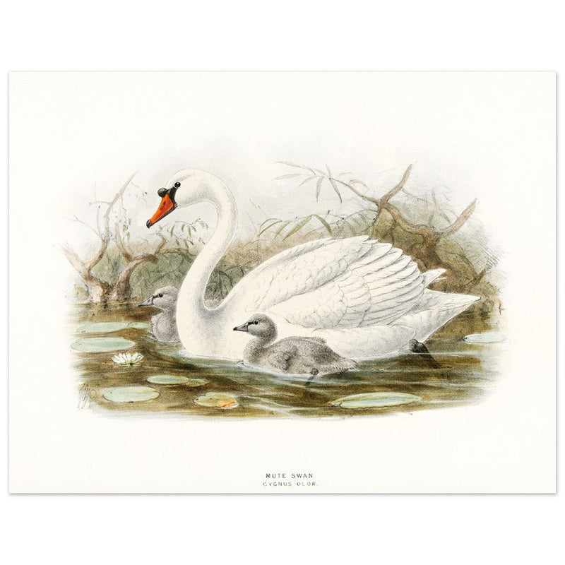 Mute swan . Vintage bird print .   XIX beautiful illustration of european birds collection.