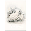 Willow and Rock Ptarmigan birds. Vintage bird print.   XIX beautiful illustration of european birds collection.