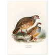 Red legged and barbary partdridges. Vintage bird print.   XIX beautiful illustration of european birds collection.