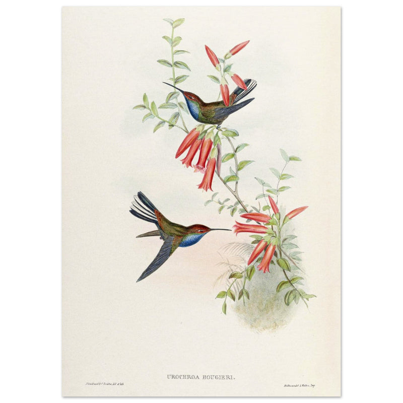 Hummingbirds  by John Gould XIX century . A Monograph of the Trochilidae.