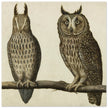 Scops Owl and Long-eared Owl vintage illustration.