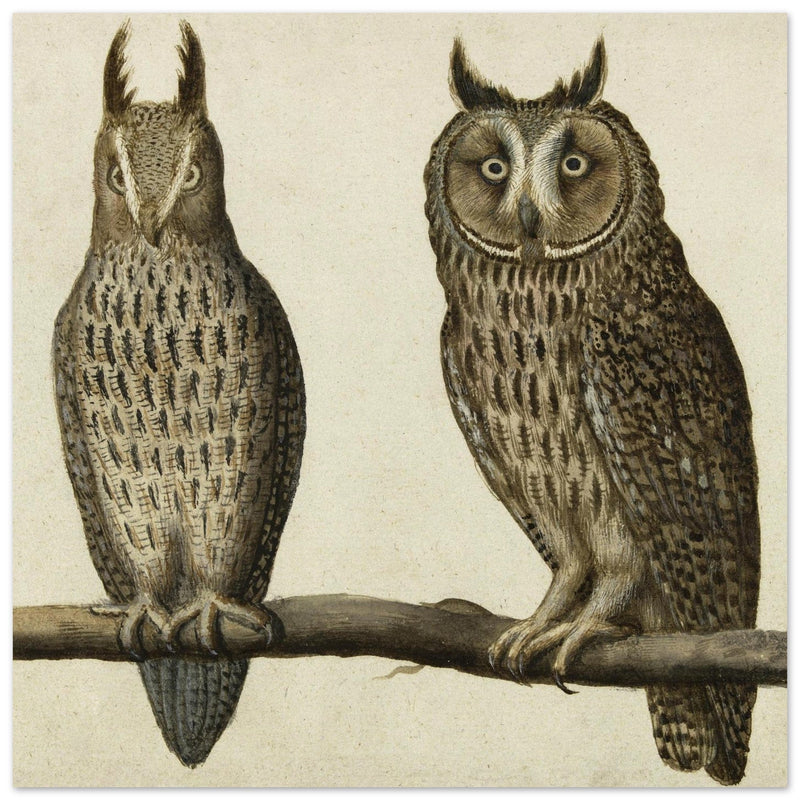 Scops Owl and Long-eared Owl vintage illustration.