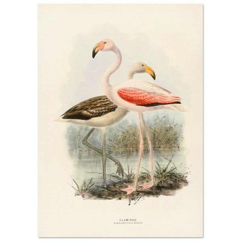 Flamingoes . Vintage bird print .   XIX beautiful illustration of european birds collection.