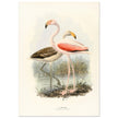 Flamingoes . Vintage bird print .   XIX beautiful illustration of european birds collection.