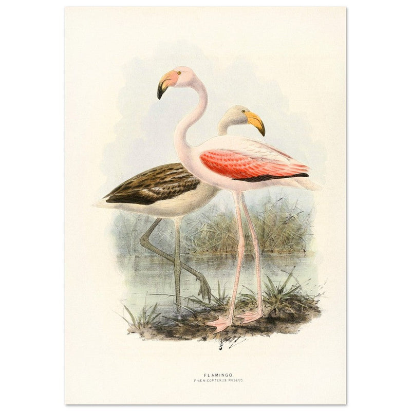 Flamingoes . Vintage bird print .   XIX beautiful illustration of european birds collection.