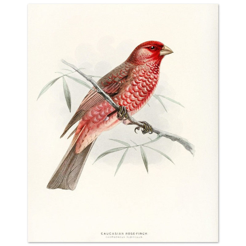 Caucasian Rose finch. Vintage bird print .   XIX beautiful illustration of european birds collection.