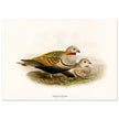 Black bellied sandgrouse birds. Vintage bird print.   XIX beautiful illustration of european birds collection.