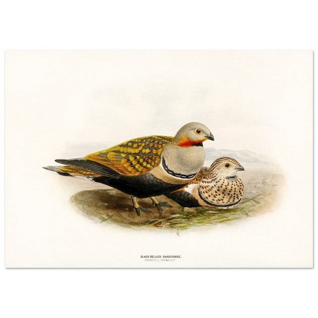 Black bellied sandgrouse birds. Vintage bird print.   XIX beautiful illustration of european birds collection.