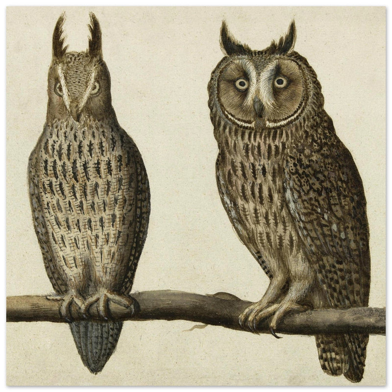 Scops Owl and Long-eared Owl vintage illustration.
