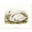 Mute swan . Vintage bird print .   XIX beautiful illustration of european birds collection.