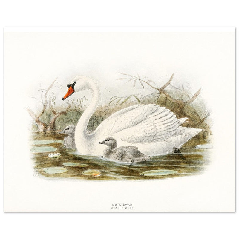 Mute swan . Vintage bird print .   XIX beautiful illustration of european birds collection.