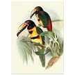 Art print of beautiful vintage toucans birds by John Gould XIX Century.