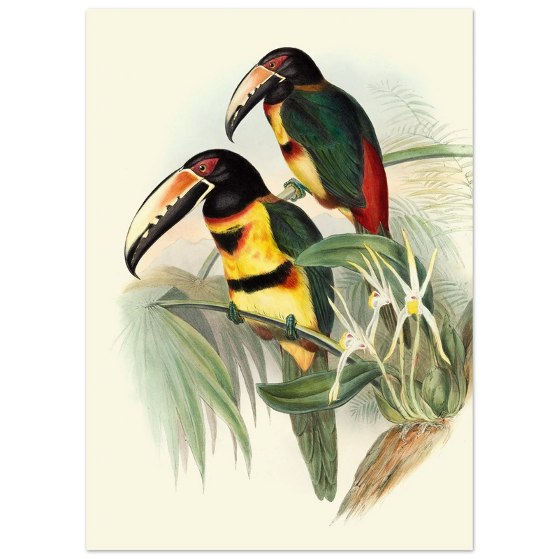 Art print of beautiful vintage toucans birds by John Gould XIX Century.