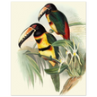 Art print of beautiful vintage toucans birds by John Gould XIX Century.