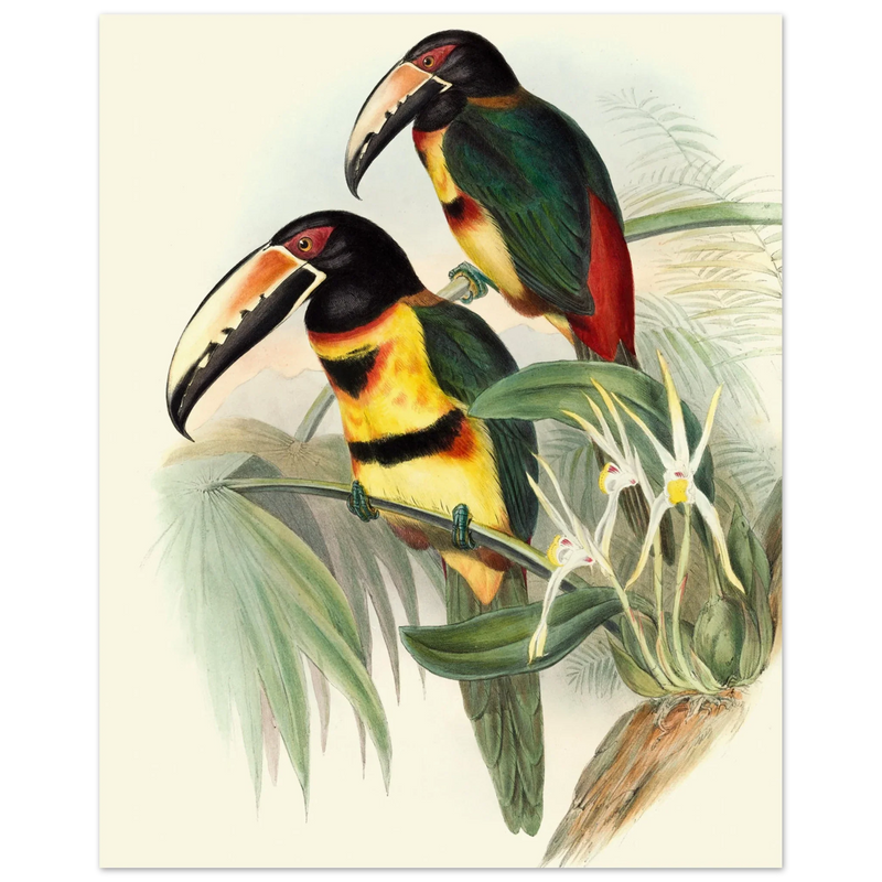 Art print of beautiful vintage toucans birds by John Gould XIX Century.