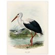 White stork. Vintage bird print .   XIX beautiful illustration of european birds collection.