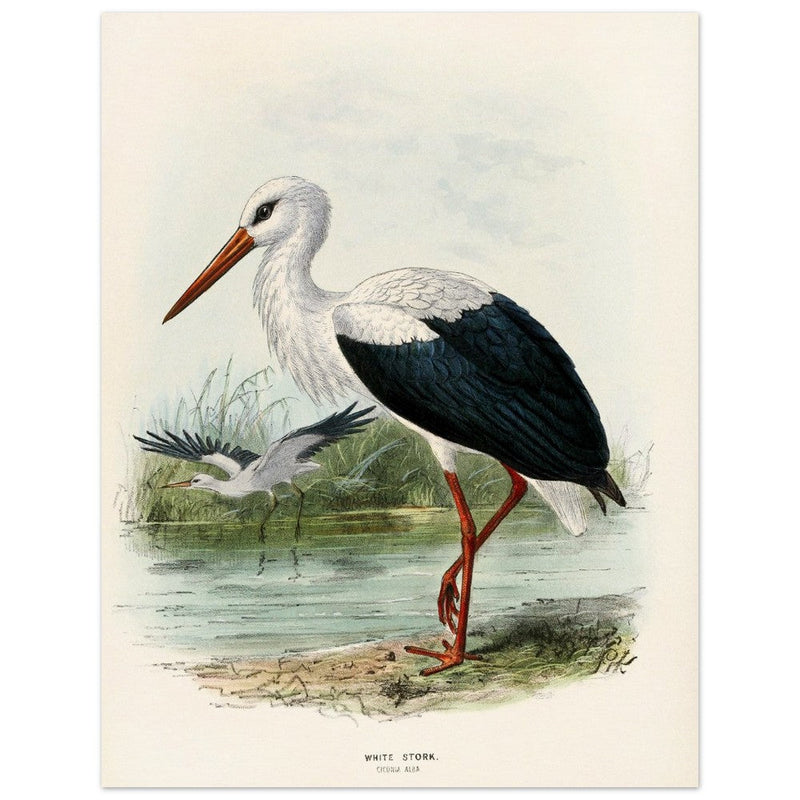 White stork. Vintage bird print .   XIX beautiful illustration of european birds collection.
