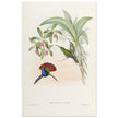Hummingbirds  by John Gould XIX century . A Monograph of the Trochilidae. 4906