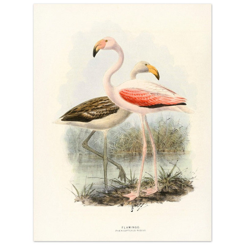 Flamingoes . Vintage bird print .   XIX beautiful illustration of european birds collection.