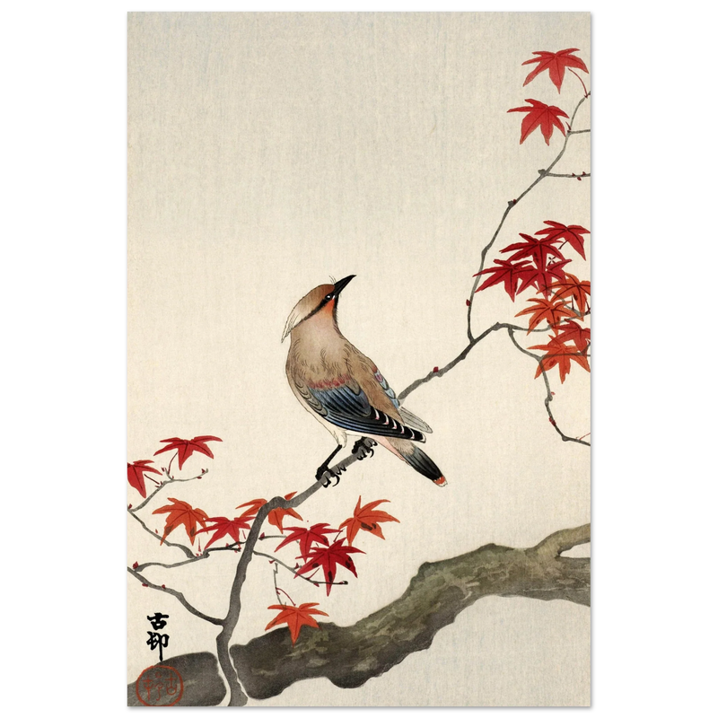 Japanese waxwing on maple by Ohara Koson