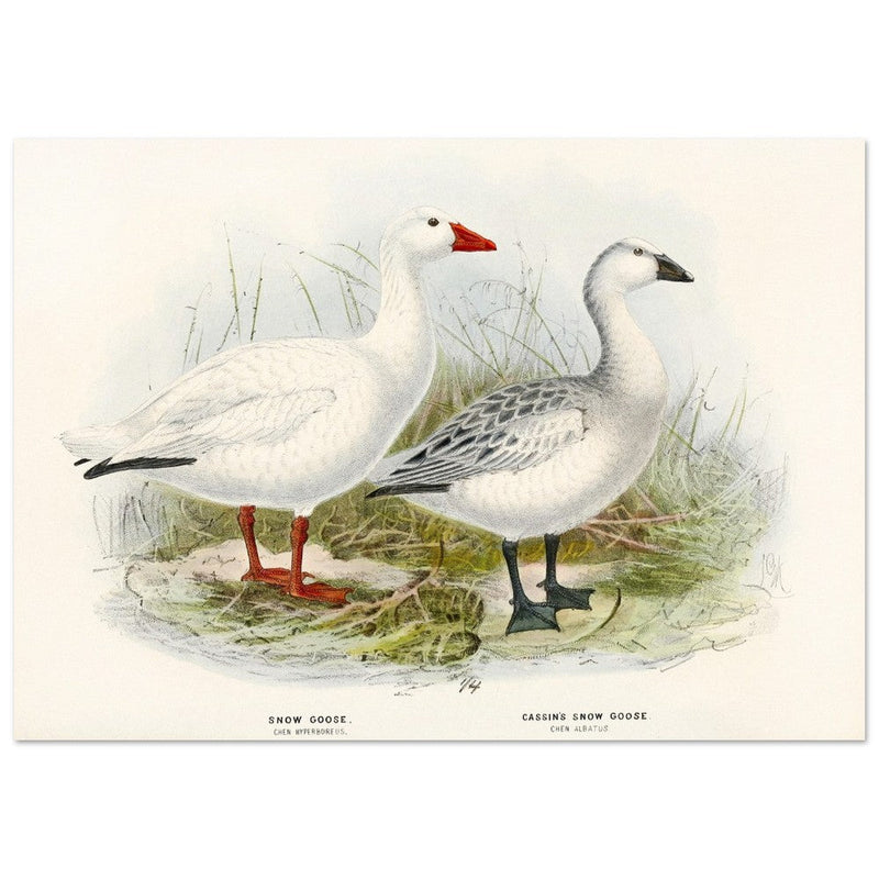 Snow goose. Vintage bird print .   XIX beautiful illustration of antique birds collection.