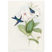 Hummingbirds by John Gould XIX century . A Monograph of the Trochilidae. 004848