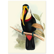 Toucan by John Gould XIX Century. Antique bird painting
