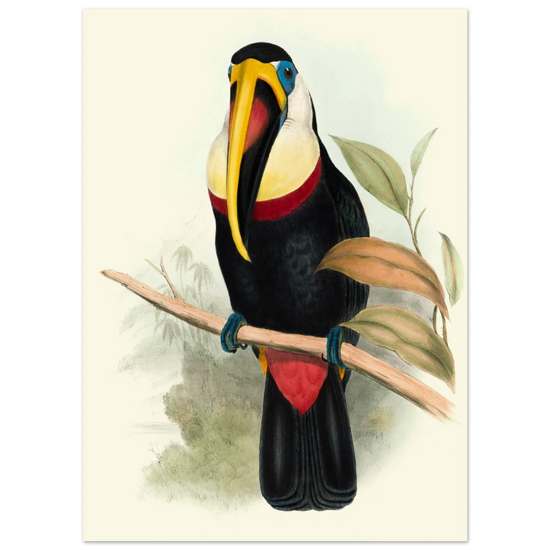 Toucan by John Gould XIX Century. Antique bird painting