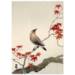 Japanese waxwing on maple by Ohara Koson
