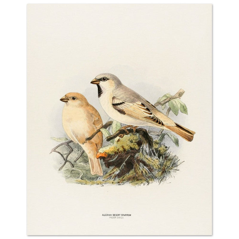 Algerian desert sparrow. Vintage bird print.   XIX beautiful illustration of european birds collection.